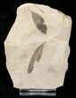 Zelkova (Keaki Tree Leaf) & Unidentified Leaf - Green River Formation #16506-1